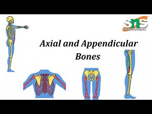 Axial and Appendicular Bones | Anatomy | SNS Institutions