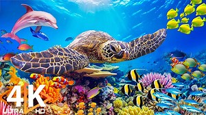 海洋 4K - 水族馆里美丽的珊瑚礁鱼，放松的海洋动物（4K 视频超高清）