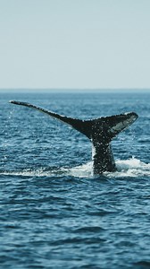 1.2K views · 59 reactions | This September we sailed with the Tethys...