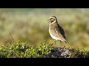 Ljungpipare läte. Heilo song. Goldregenpfeifer Gesang Ruf. Kapustarinta ääni. Pluvier doré chant