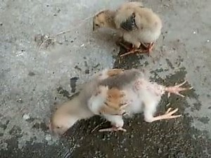 99K views · 2.7K reactions | A chick with four legs, unreal! | GMW.cn · 光明网 · Guangming Online | Facebook