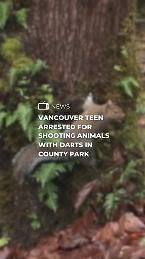 An 18-year-old Vancouver man has been arrested and charged with multiple counts of animal cruelty after investigators say he shot squirrels with darts in a Clark County park. Find the full story on the FOX 12 app. #fyp #news #portland #vancouver #washington