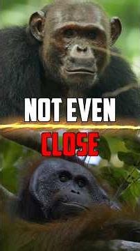 Chimpanzee VS Orangutan - Who Wins? #animals #chimpanzee #ape #monkey #wildlife #nature