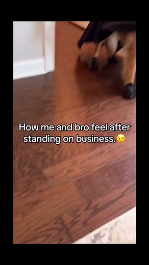 Playful Dog in Batman Costume Captures Hearts