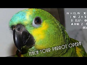 Teach Your Parrot Opera - Mozart's The Magic Flute - Queen of the Night