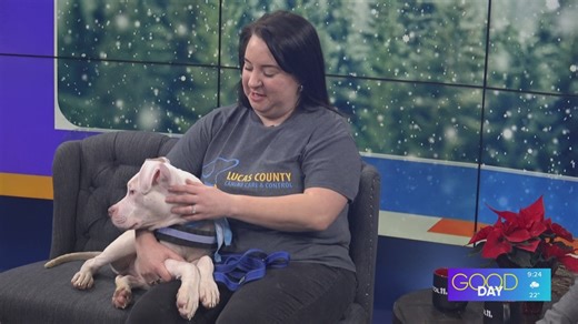 The importance of getting your dog license | Good Day on WTOL 11