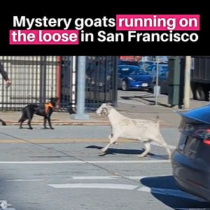 23K views · 23 reactions | Did anyone lose a goat? About 4 or 5...