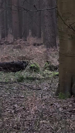 A chance encounter with a Muntjac near the Desert Rats memorial.
