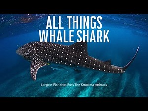 A Fish the Size of a Bus: All Things Whale Shark