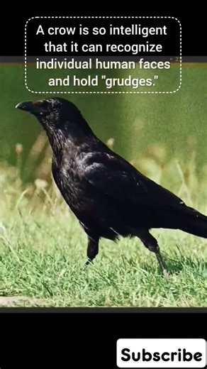 The Intelligent crow Life!#wildfacts #birdfacts #didyouknow #mindblowingfacts