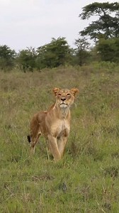 Animal Planet TV on Reels