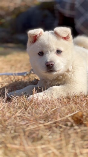 55K views · 3.7K reactions | Muddy  | The Wild Dogs 2.0 | Facebook