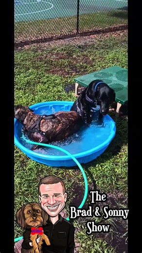 Lab Pointer & Pit Mix Splash It Up at the Dog Park Pool!