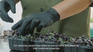 Ancient Herbal Remedies_ Recreating Historical Hea 2