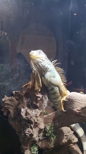 turtle aand iguana