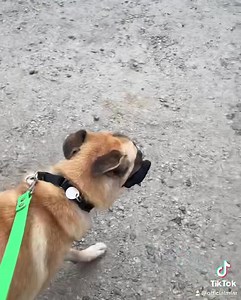 221K views · 9.7K reactions | Today a “sleigh” unexpectedly arrived...