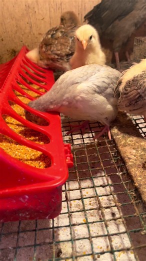 Aves Araucana: cría y cuidados para pollitos sanos y fuertes