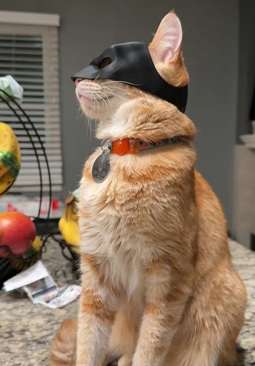 Batcat - Trendy Batman Cat Videos on TikTok
