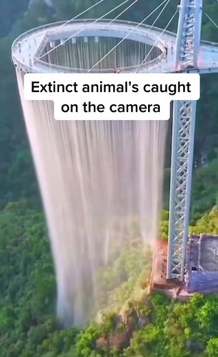 Rare Footage of the Extinct Dodo Bird Caught on Camera