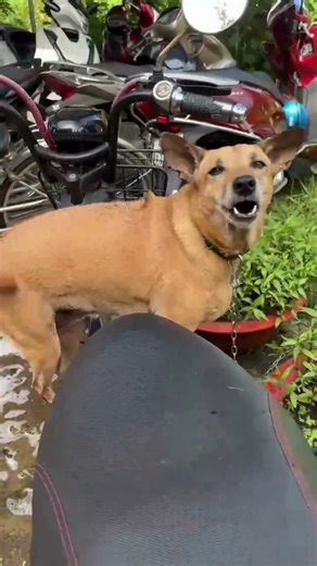 Milo Loay Hoay Vì Chưa Thấy Được Cho Vô Nhà