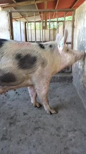 Exploring Pig Behavior in a Farm Enclosure