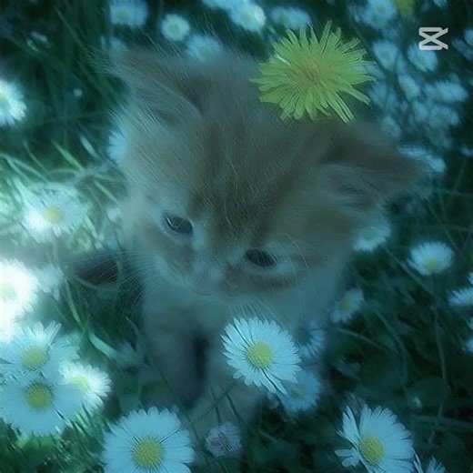 #edit #viralvideo #songlyrics #lyrics #song Id:‪@itz-kuro-editz14‬