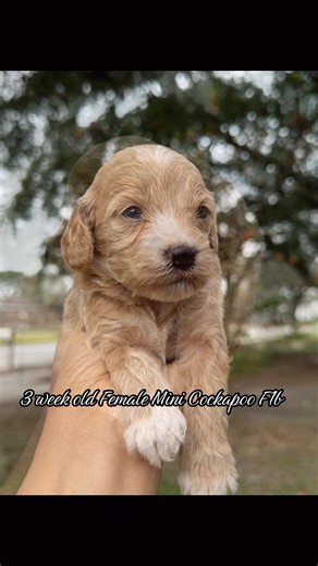 #minicockapoo #cockapoo #cockapoosoftiktoks #houstonpuppies #cockapoolove