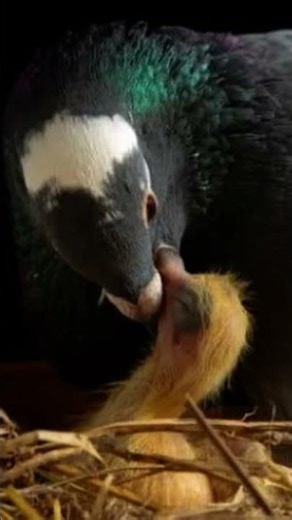 #pigeon #cheema y #kabooterbazi #punjab #paani #water#kudarat #condition #haal #mehar #waheguruji #