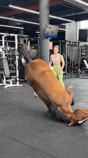 Woman exercising, brown horse standing and watching - for health ฺBK 02 #animal #horse #exercise