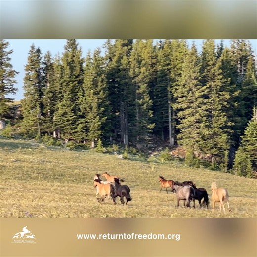 Wild Wednesday: Wild horse behavior. A herd of wild horses will all start running for several reasons. They might sense a predator or an incoming storm. Sometimes they will hear a loud noise like a gunshot. Often it is very simply because one horse get a burst of energy like the little colt at the beginning of the video. He set off the entire Pryor horse running. So fun to watch them being wild and free like it should be. Pryor Mountain Montana Have a question about wild horse behavior? Drop it 