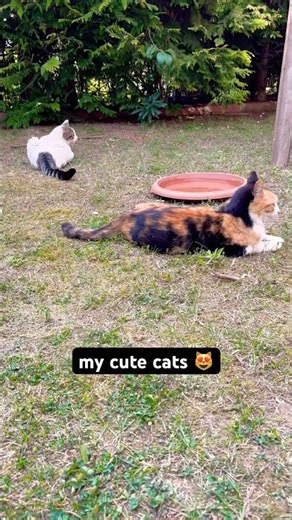 My cute cats are peacefully relaxing in the garden 😻