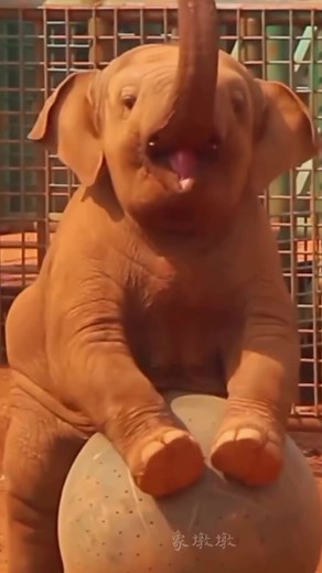 Cute Baby Elephant Playing | Funny Animal Videos