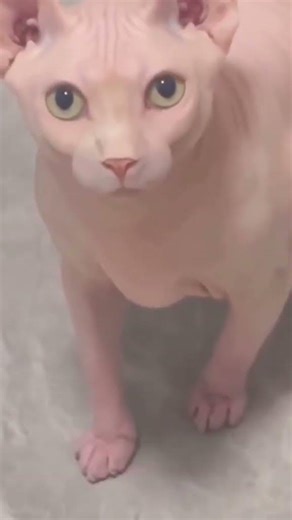 你说这是猫还是猪#劇情#搞笑#shorts