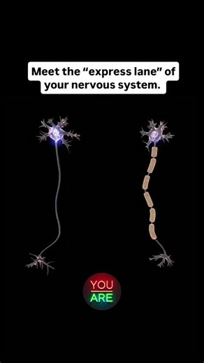 Daniel McClure on Instagram: "Meet the “express lane” of your nervous system. 🚦⚡ Your brain doesn’t send signals slowly — it launches them. Inside your body, myelinated neurons work like high-speed internet cables. Instead of the electrical impulse crawling down the axon, it jumps from one node to the next in a process called saltatory conduction. It’s nature’s way of saving time and energy — while keeping your reactions lightning-fast. ⚡ The Myelin Shield Fatty myelin sheaths wrap around nerve