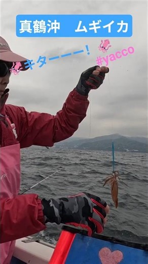Squid fishing season begins off the coast of Manazuru!