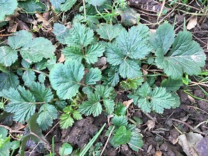 La benoite urbaine - reconnaître et cuisiner