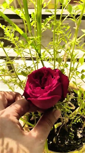 Beautiful loop video on shorts🔥#viral #shortvideo #shorts #loops #trendingshorts #ytshorts