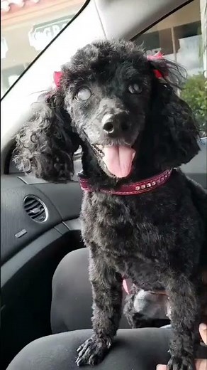 Meet our rescued toy poodle: proof that #adoptdontshop changes lives