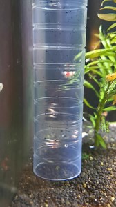 A good gravel vacuum is easy to use and keepa your substrate clean. | Aquatic Avenue - The Aquarium Specialist