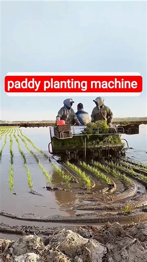 paddy planting machine 💥 #shorts #ricecultivation #agri