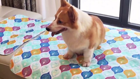 Solar Powered Water Fountain-36.2in.Tall Floor-Standing Outdoor Fountains with Tulip Design - Natural 4 Tiers Waterfall Water Feature for Outside Garden,Backyard,Lawn Decor,Grey