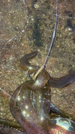 ウキ泳がせ仕掛けで釣れたアオリイカ。これはアジを泳がせ、ウキが沈んだらゆっくりとリールを巻き、ガツンとアタリが来たら力いっぱい巻くだけ。ビギナーさんでも大丈夫な釣り方。#shorts
