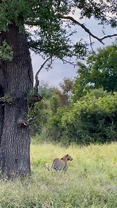 The excitement of pulling up on a leopard never gets old!! 🐾 Just listen to that rasping display too! 🔊 @tintswalo_safari 📍 #safarisouthafrica #greaterkruger #nalaafricasafaris #tintswalosafarilodge #leopard | Nala Africa Safaris