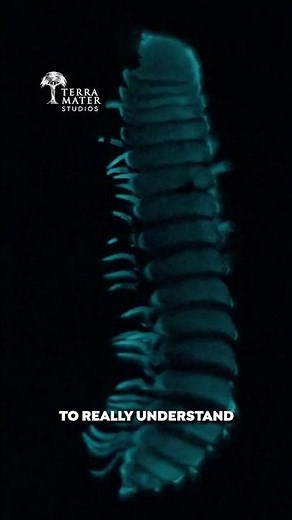 New Camera allows David Attenborough to film Glowing Animals like never before!