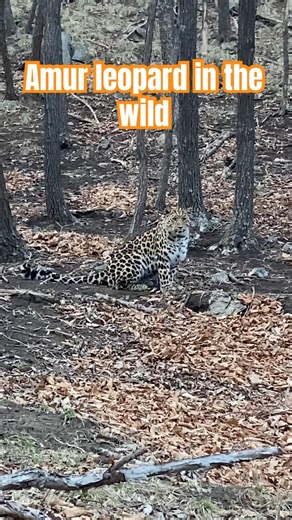 One of 130 Amur leopards left in the wild.