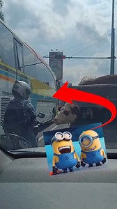 Guy in a motorcycle flipping off a cow cows animals in a transportation vehicle car in the middle of traffic road with despicable me song i’m having a bad bad day pharrell Williams minions red pointing arrow laughing reaction video meme