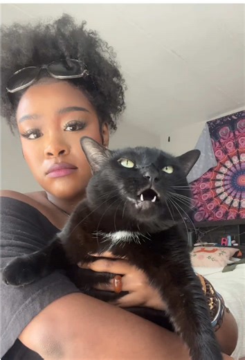 Cat in black household🤣🤣🤣#catsoftiktok #funnycat #catlover #fyp #usa