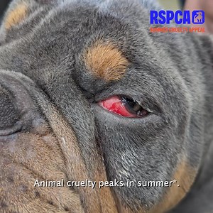 We receive a report of animal cruelty every 4 minutes.* This summer, let’s come together to rescue more suffering animals. *RSPCA’s cruelty line Jun-Aug 2024 | RSPCA (England & Wales)