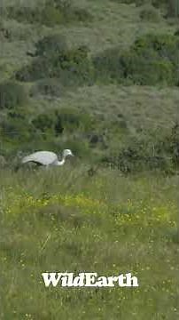 A spectacular blue crane, the South African national bird. Two of them arrived at Amakhala today!