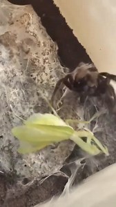 142K views · 1.2K reactions | Facts about praying mantis | Abhi Animal World | Facebook